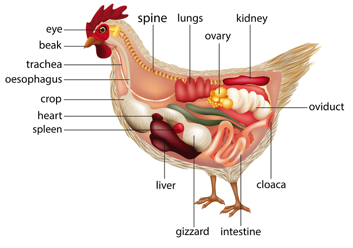 The Anatomy Of A Chicken. | BackYard Chickens - Learn How ...