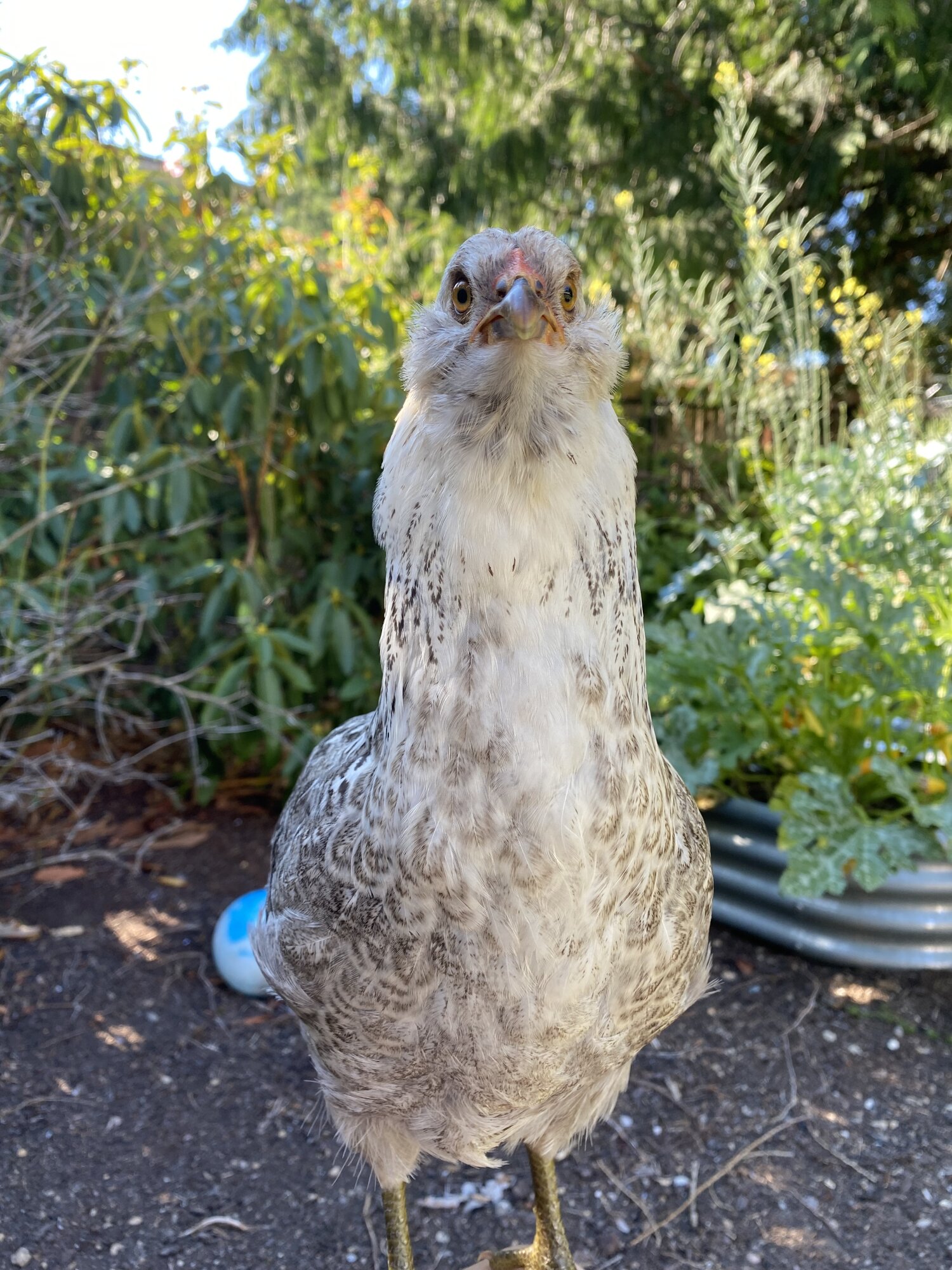 The Best Breed of Chicken... For You BackYard Chickens Learn How to