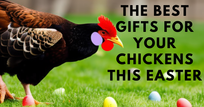 The Best Gifts for Your Chickens This Easter.png