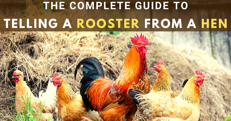 3 Fool Proof Ways to Tell Roosters from Hens