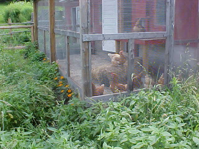 TheChickenRunJuly2009.jpg