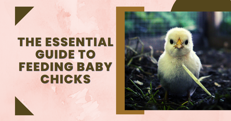 The Essential Guide to Feeding Baby Chicks.png