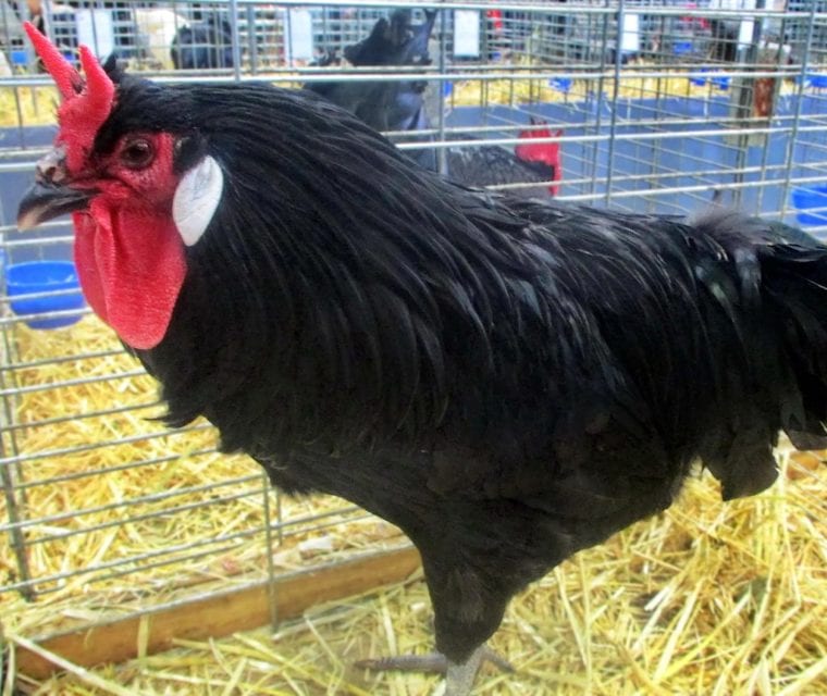 la-fleche-chicken-760x640.jpg