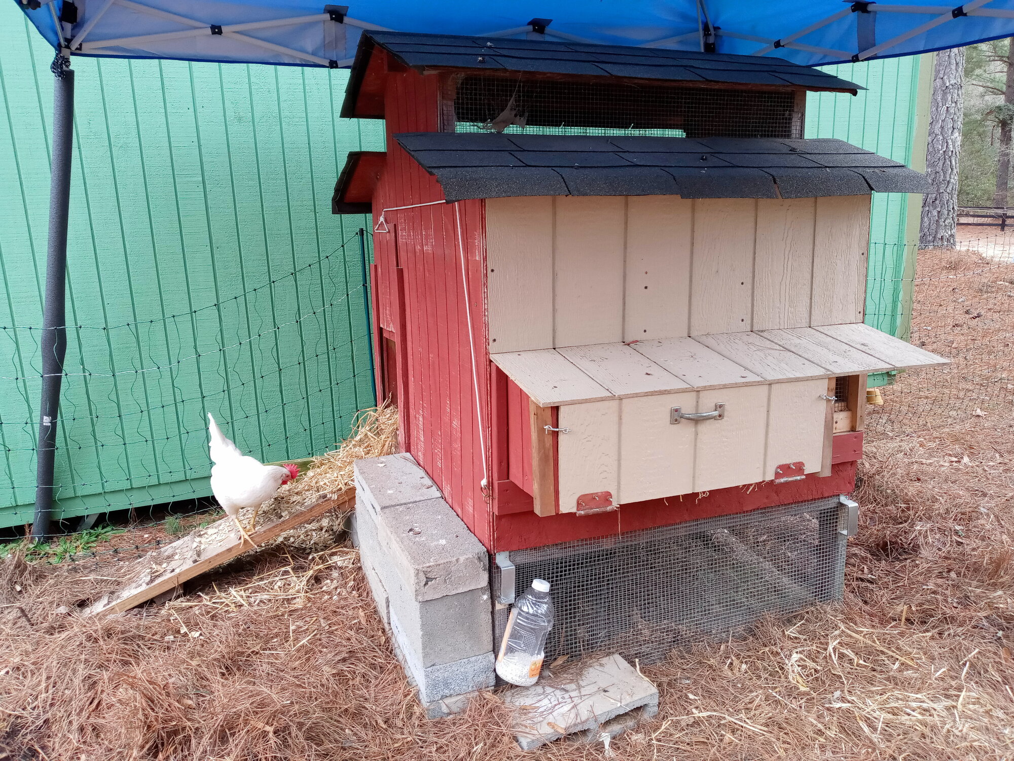 The Little, Monitor Coop BackYard Chickens Learn How to Raise Chickens
