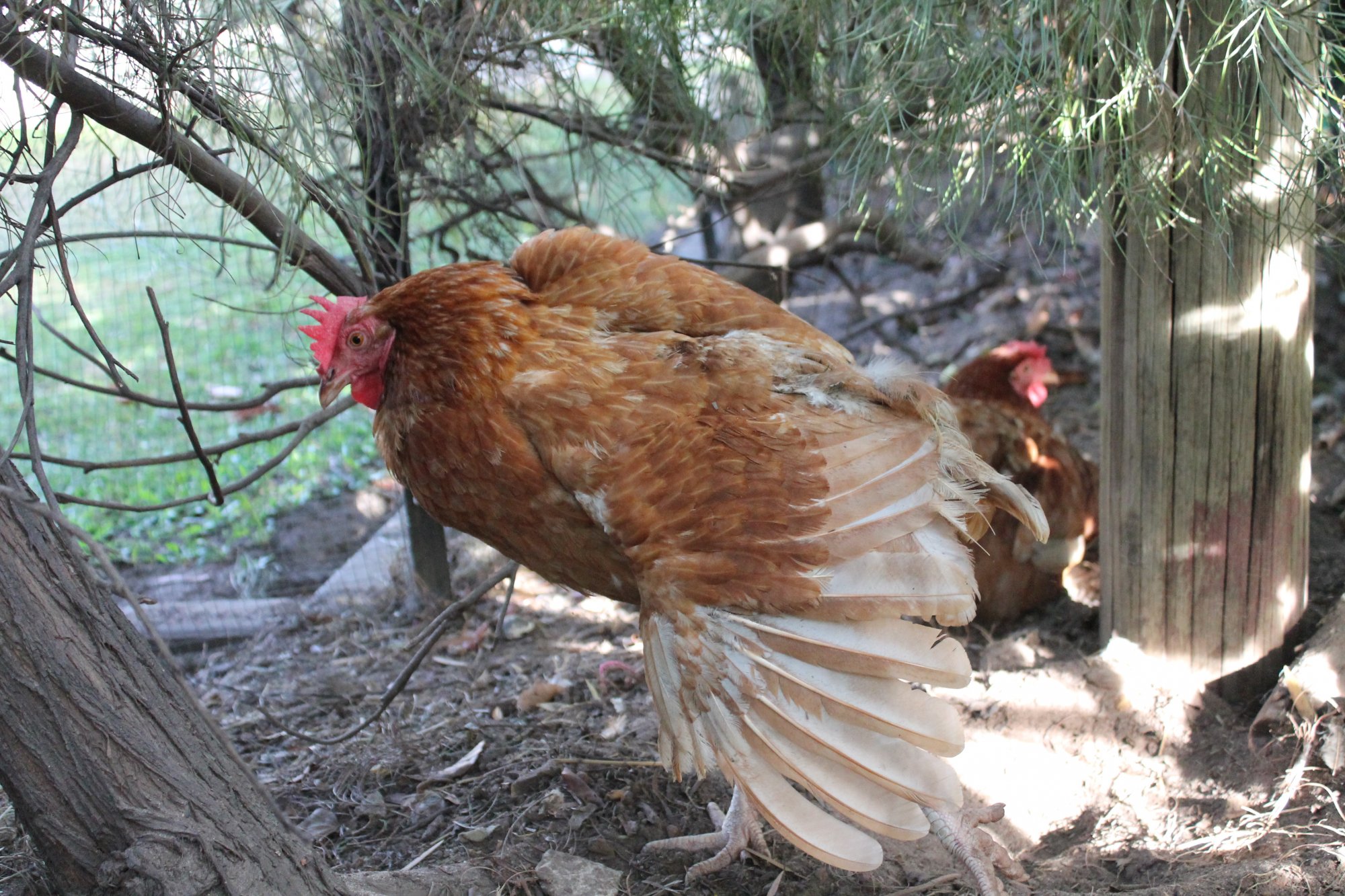 The Lowdown On Red Sex Links Backyard Chickens Learn