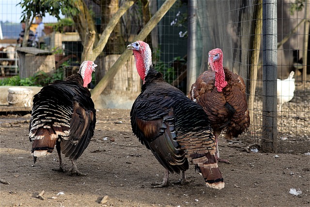 turkeys-g78aae3509_640.jpg