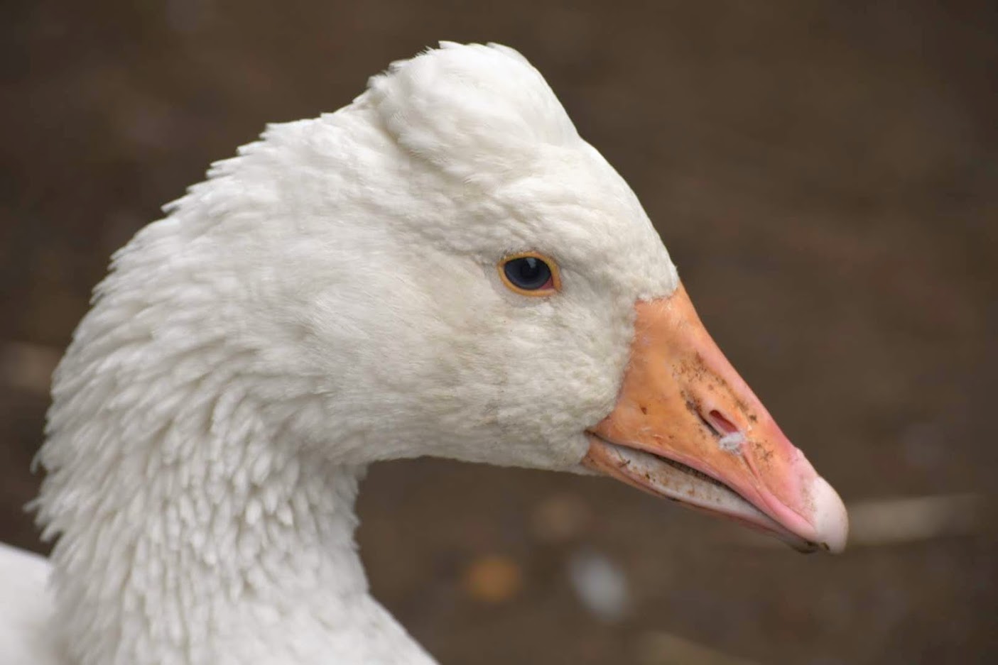 Snow goose - Wikipedia