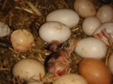 NewlyHatchedPolish-1.jpg