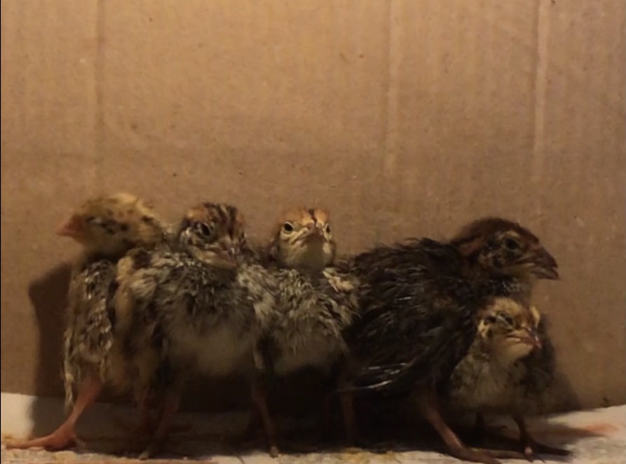 Unleash the Fun: Backyard Baseball Unblocked's Limitless Joy