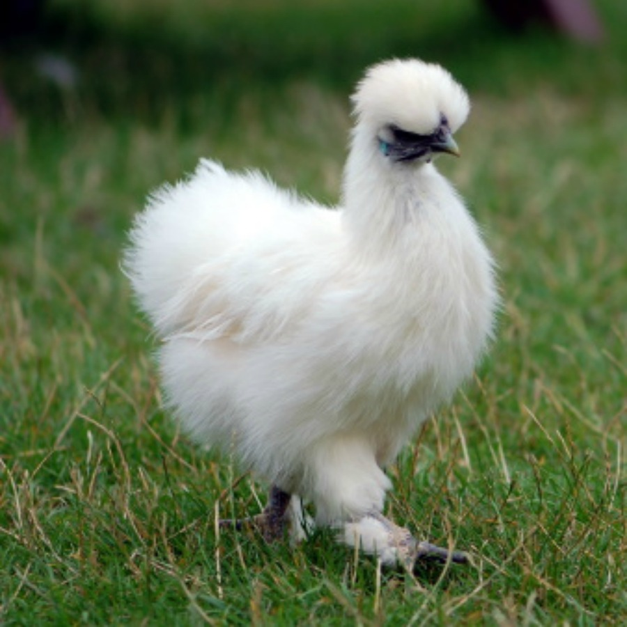 The top 11 friendliest chicken breeds.