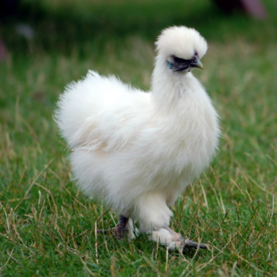 The top 11 friendliest chicken breeds.  BackYard Chickens - Learn How to  Raise Chickens