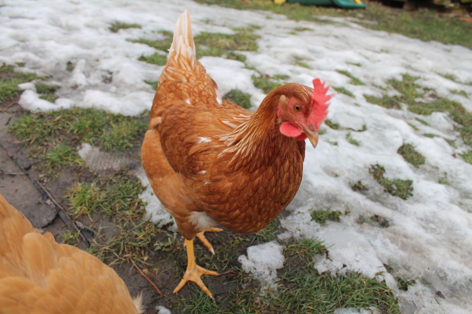 7 Amazing Facts About Red Sex Link Chickens