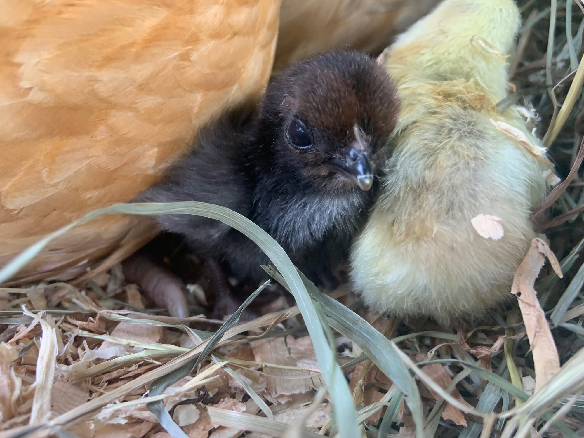 The Ultimate Guide to Setting Up a Chick Brooder BackYard Chickens