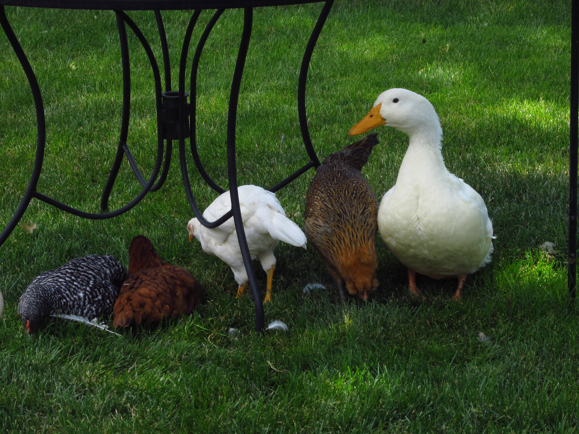 TO BROOD OR NOT TO BROOD: Baby Ducks and Chicks Together ...