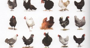 races-poules-fermières-300x160.jpg