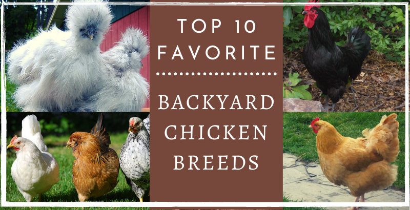 Top 10 Favorite Backyard Chicken Breeds