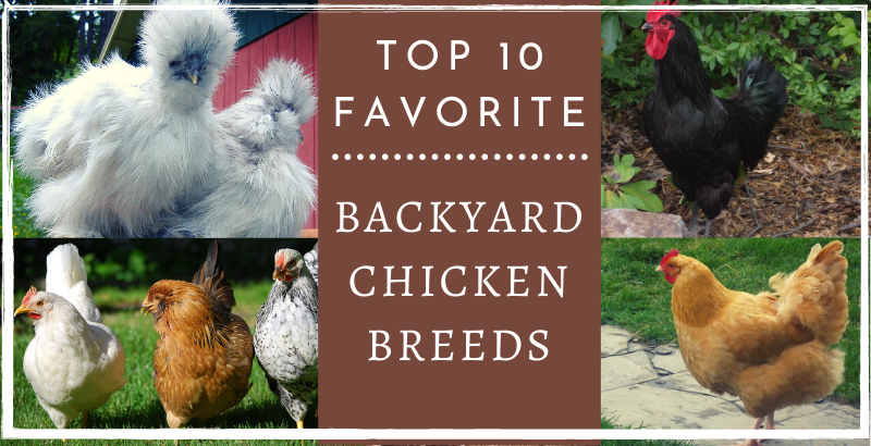 Top 10 Favorite Backyard Chicken Breeds - Cover Image
