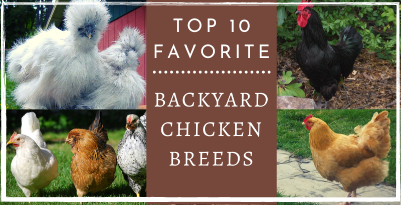 Top 10 Favorite Backyard Chicken Breeds  BackYard Chickens - Learn How to  Raise Chickens