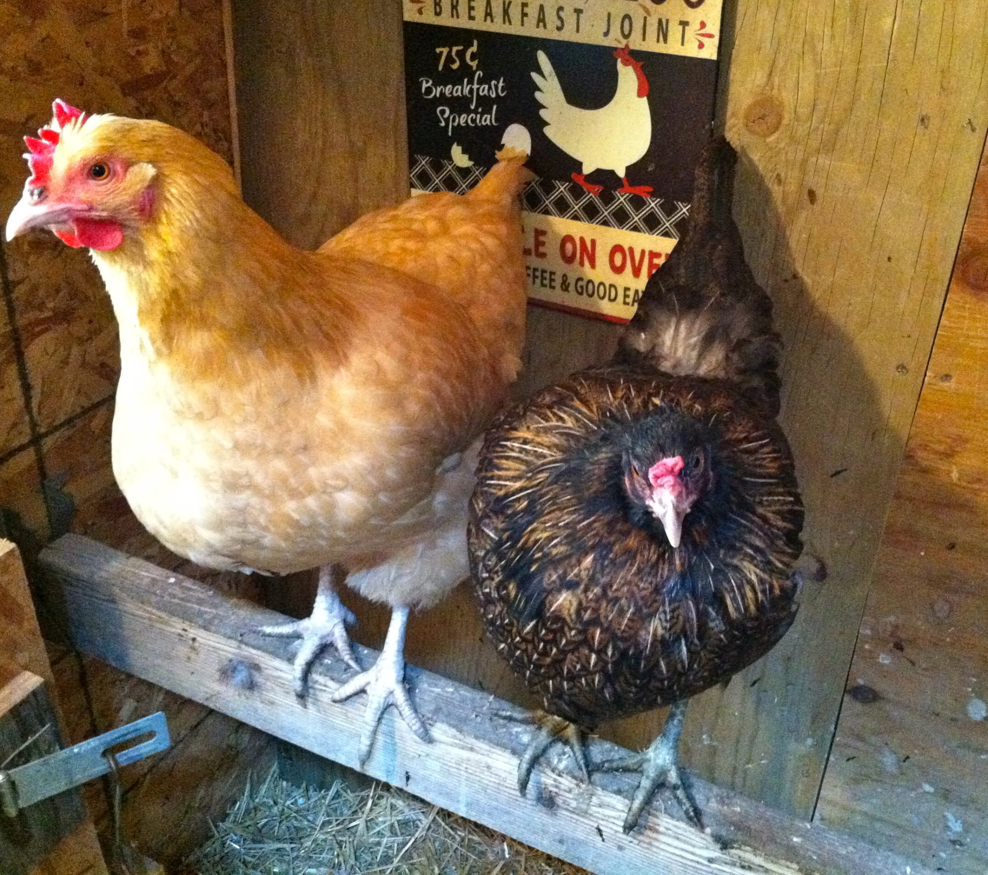 Top 10 Things to Consider Before Buying Chickens BackYard Chickens