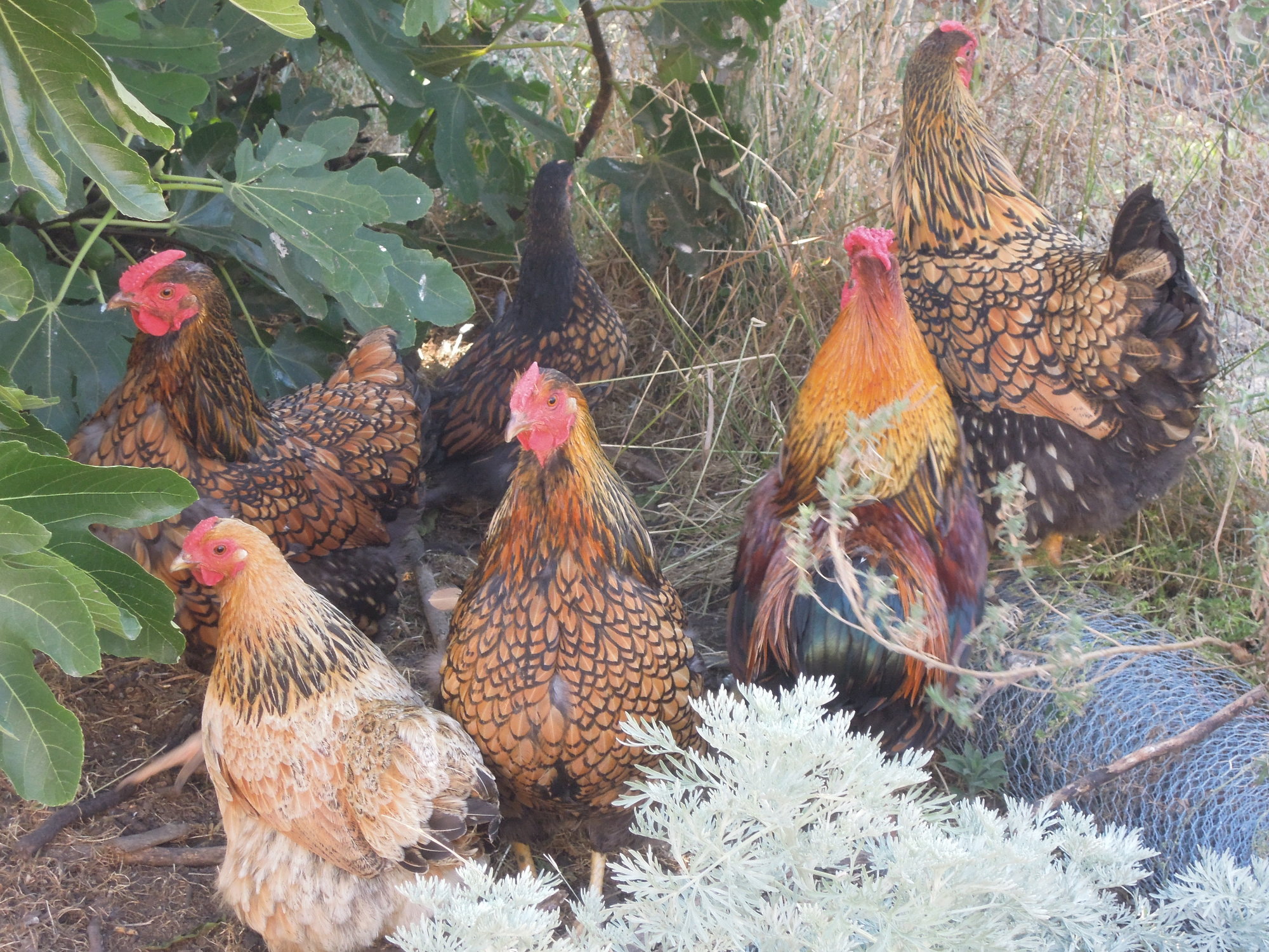 Trapping a Fox! BackYard Chickens Learn How to Raise Chickens