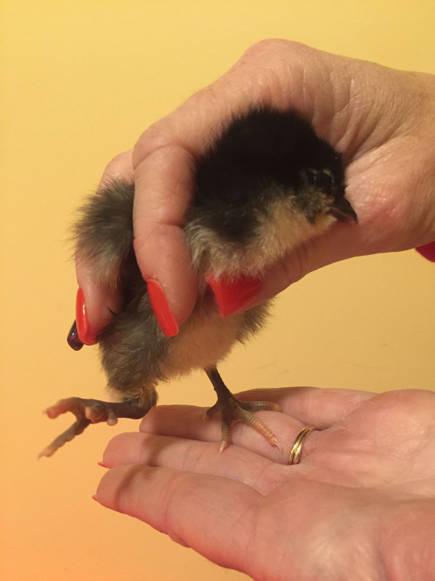 Treating a Chick with a Slipped Tendon One Chick’s Story BackYard