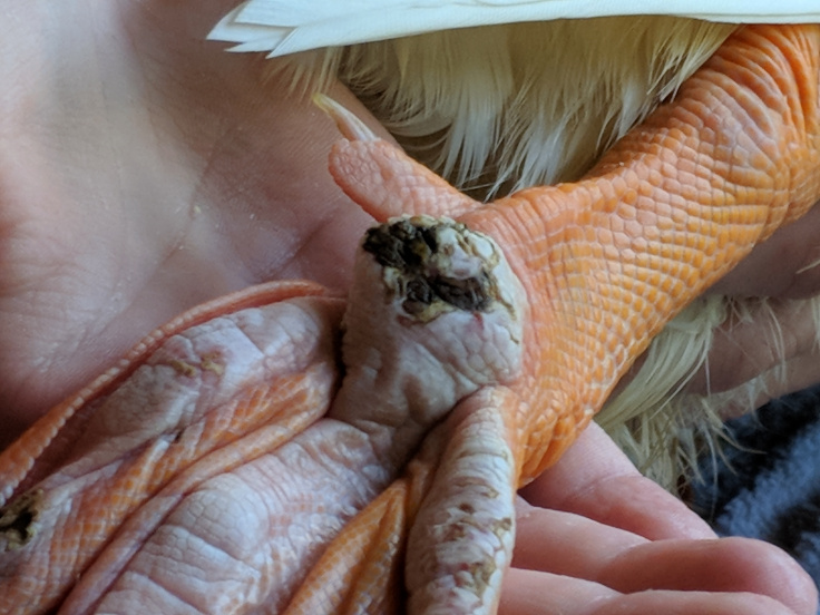 Treating bumble foot in ducks: | BackYard Chickens - Learn How to Raise Chickens