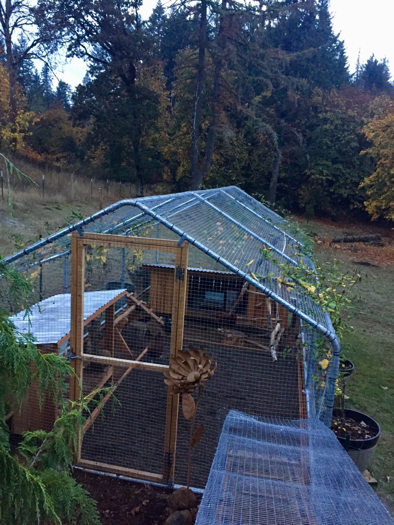 Turkey grit in run BackYard Chickens Learn How to Raise Chickens