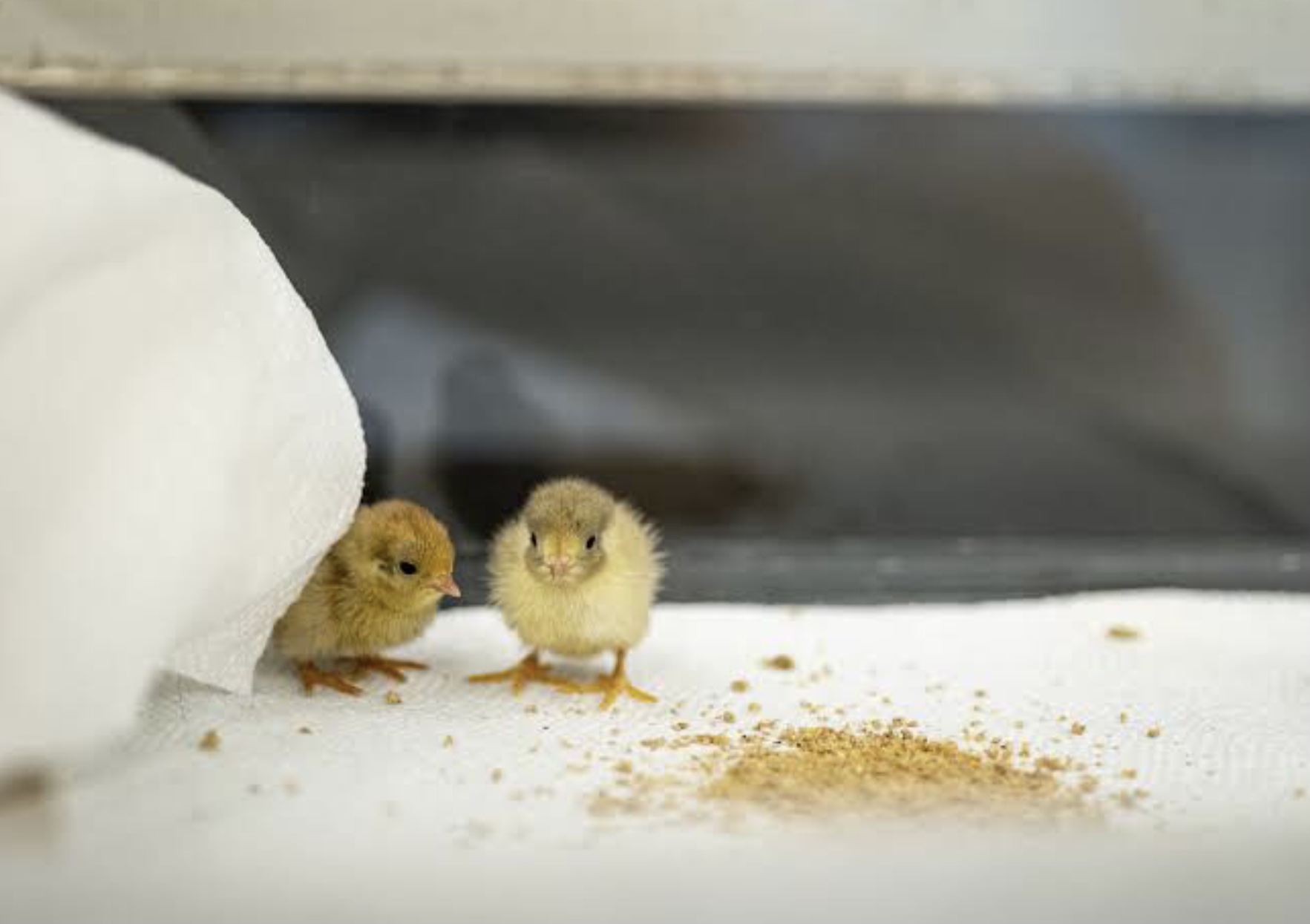 Types of Quails.Better get one! | BackYard Chickens - Learn How to