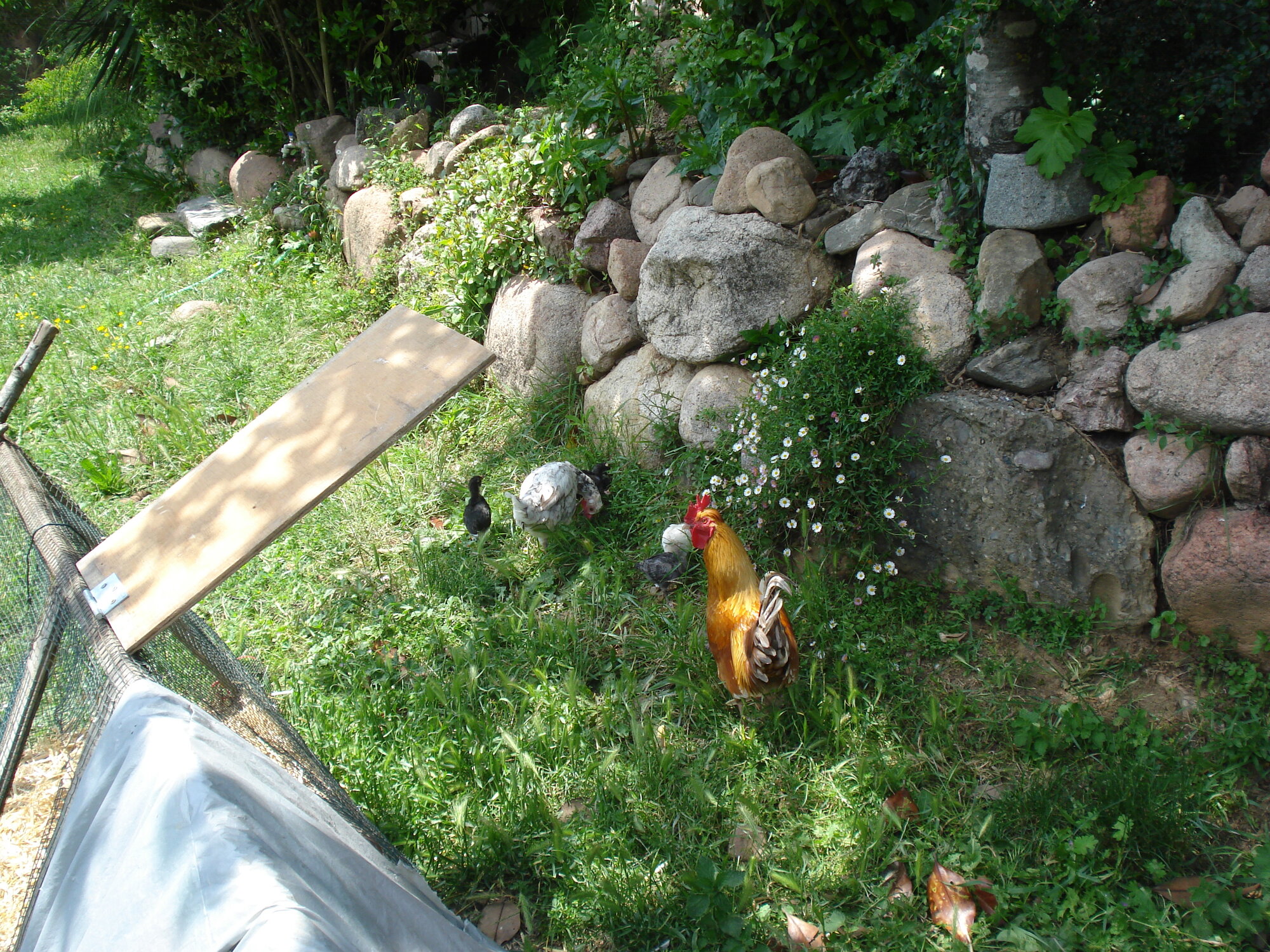 www.backyardchickens.com