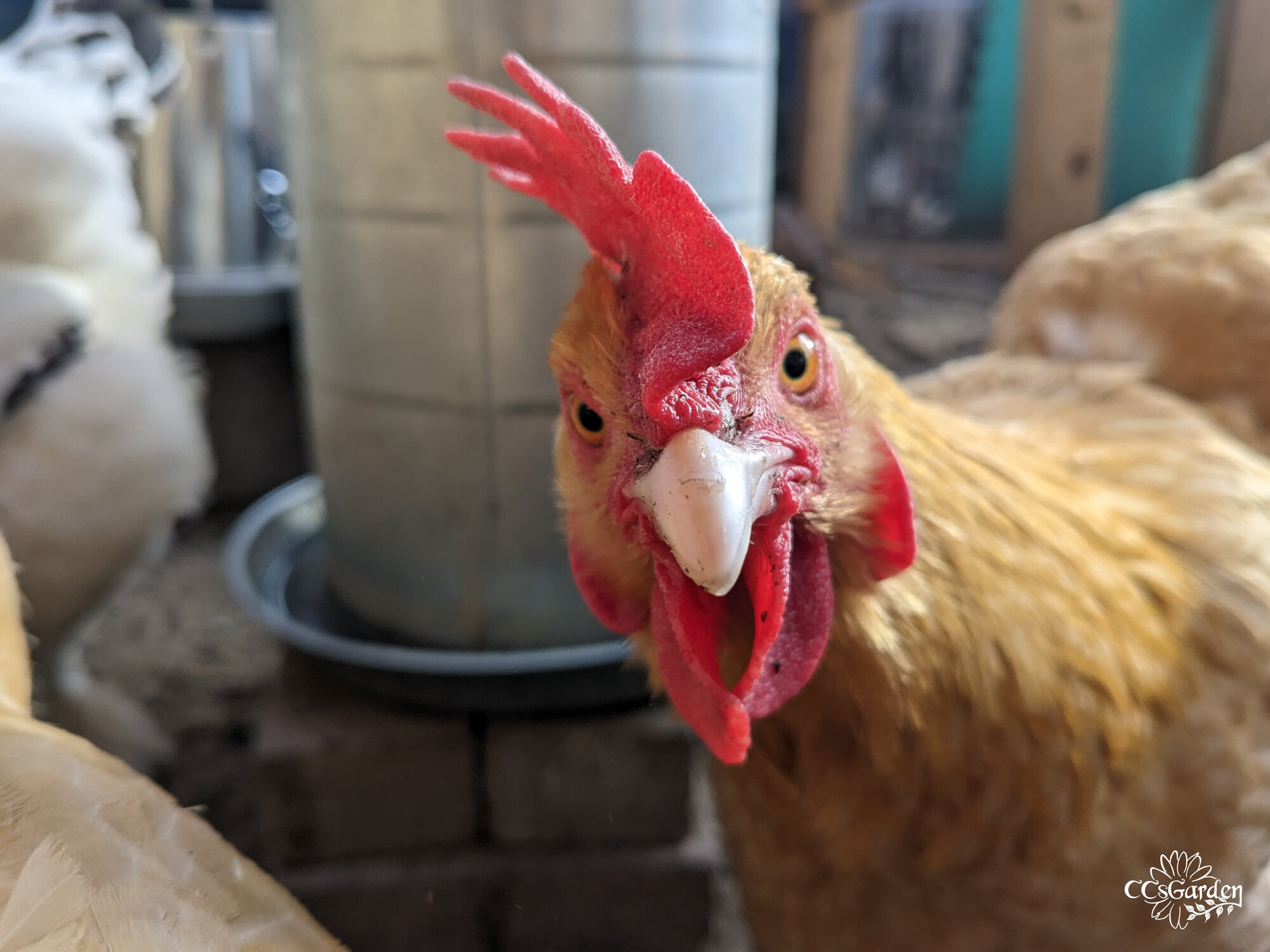 chicken.jpg