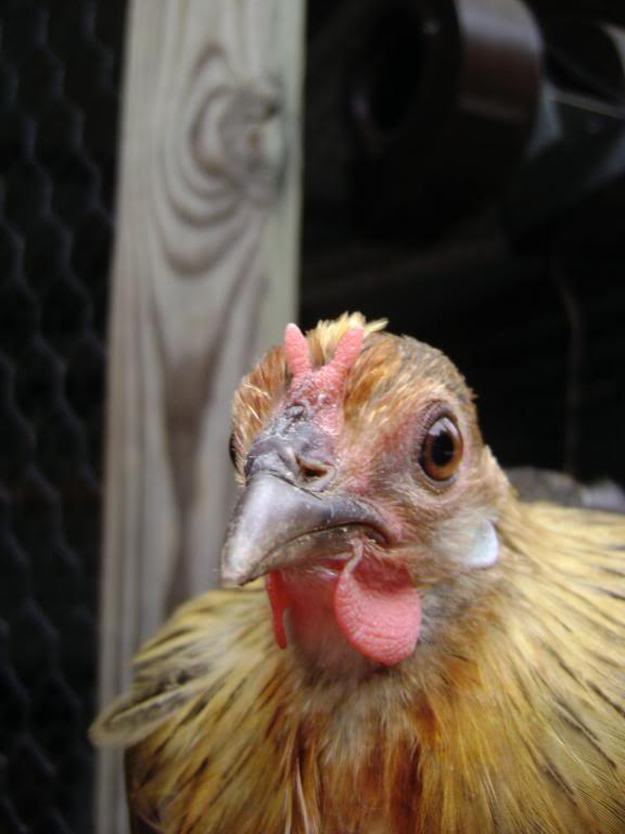 V Comb Phoenix BackYard Chickens Learn How to Raise Chickens
