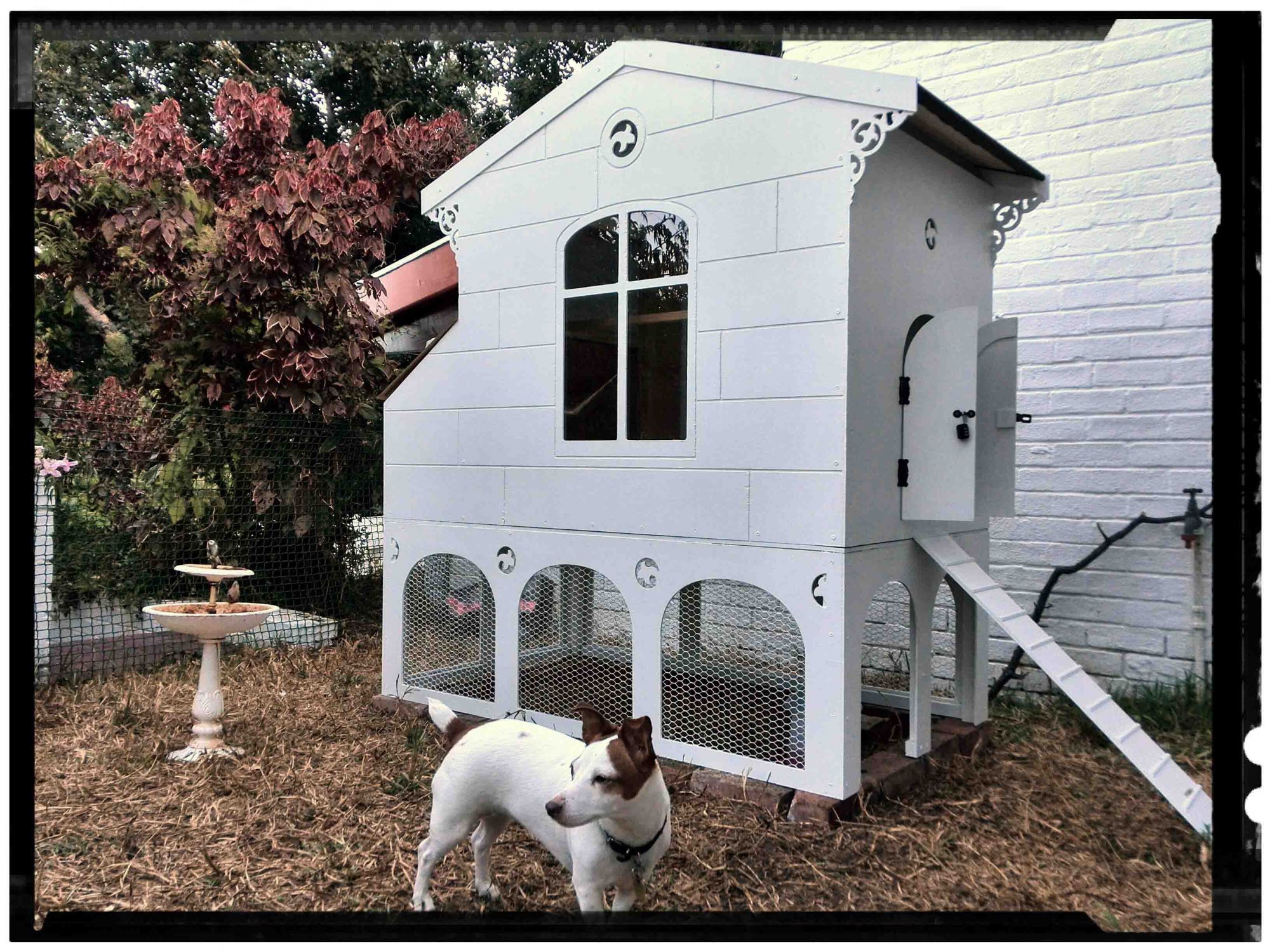 Victorian coop BackYard Chickens Learn How to Raise Chickens