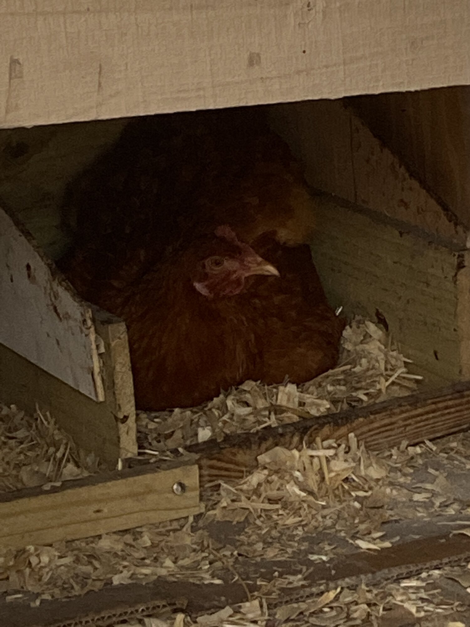 What do I do after a chick hatches? BackYard Chickens Learn How to Raise Chickens