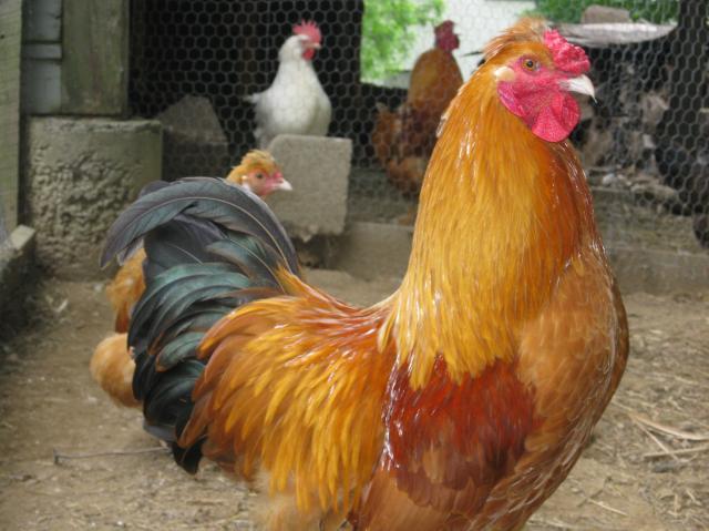 What to Do When Your Roosters are Fighting and How to Care for Them  Afterwards