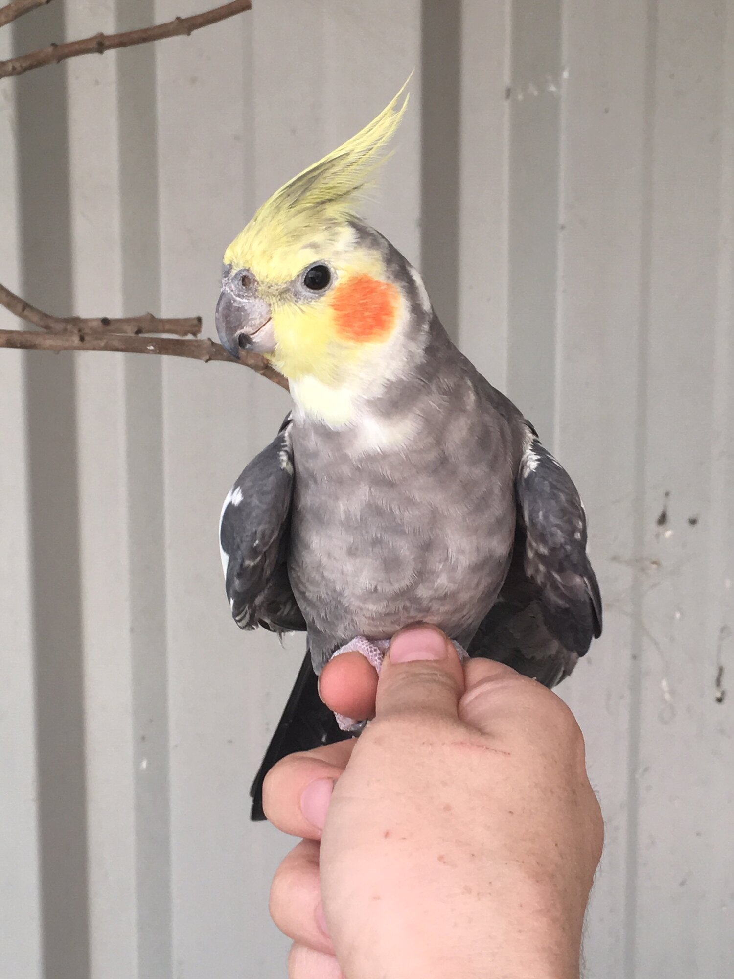 What you need to know before you get your parrot. BackYard Chickens