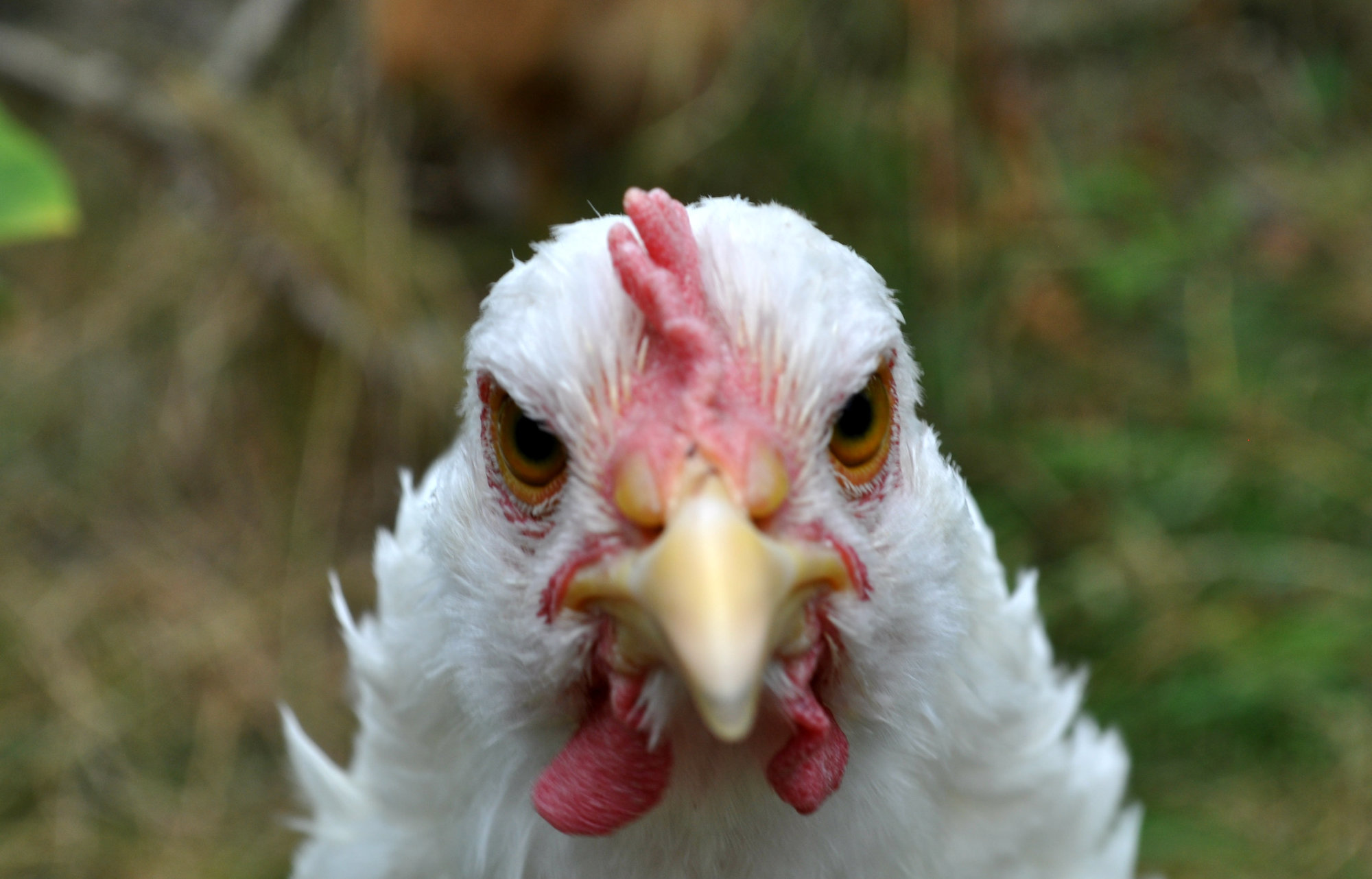 Where To Buy Chicks, Hatching Eggs, and Chickens BackYard Chickens