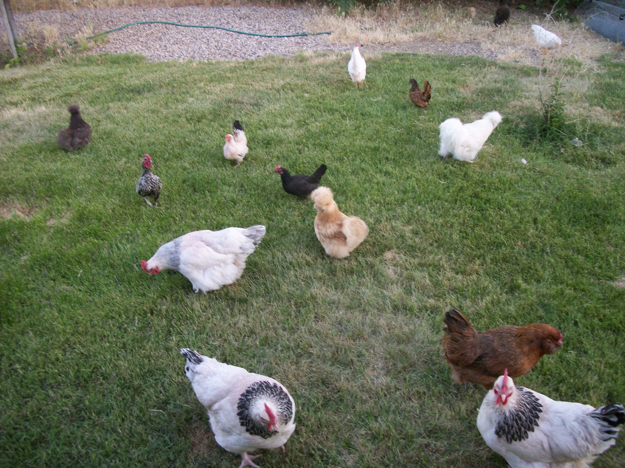 Unbelievable! The Real Name For A Flock Of Chickens (You Won'T Believe It!) - i1dxpeh