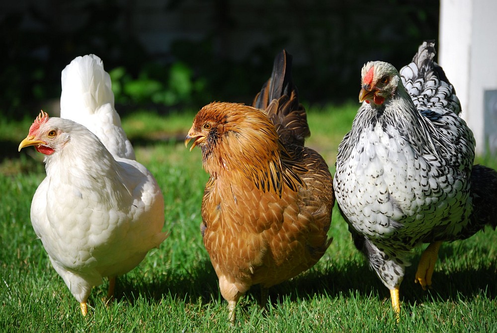 Why Raise Chickens In Your Backyard The Many Reasons And Benefits Backyard Chickens Learn How 