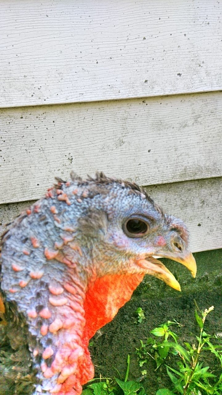 Why Turkeys are good pets. BackYard Chickens Learn How to Raise