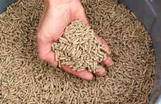 Download Why You Should Stop Feeding Layer Feed NOW | BackYard ...