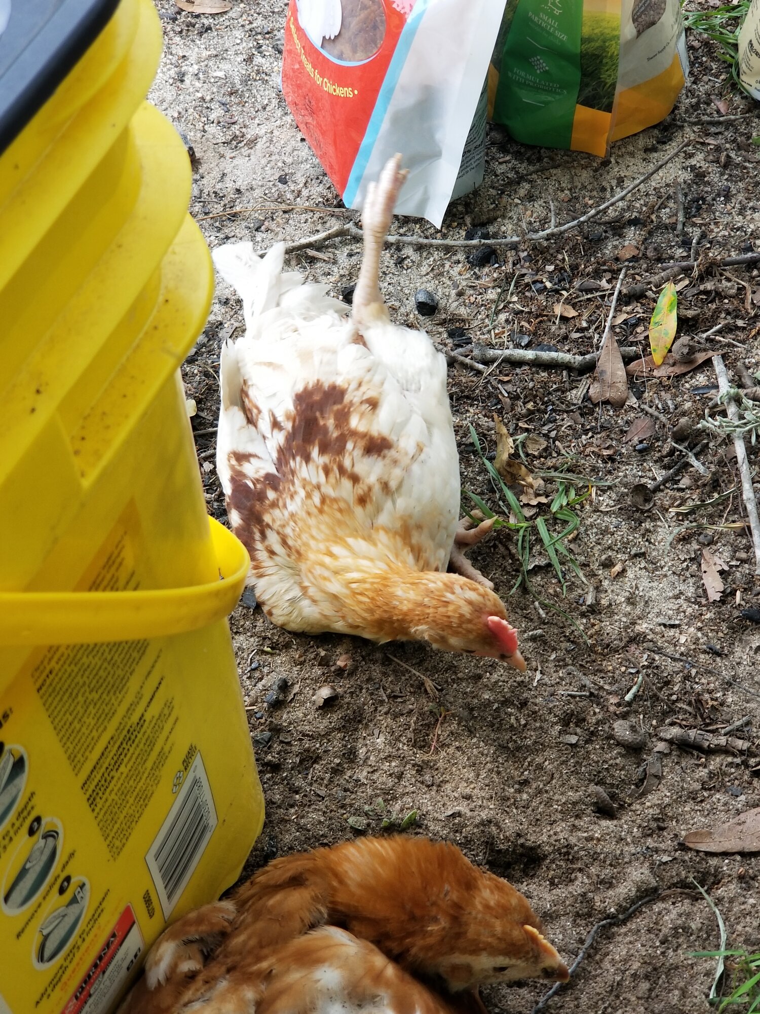 Will he be ok with this leg? BackYard Chickens Learn How to Raise Chickens