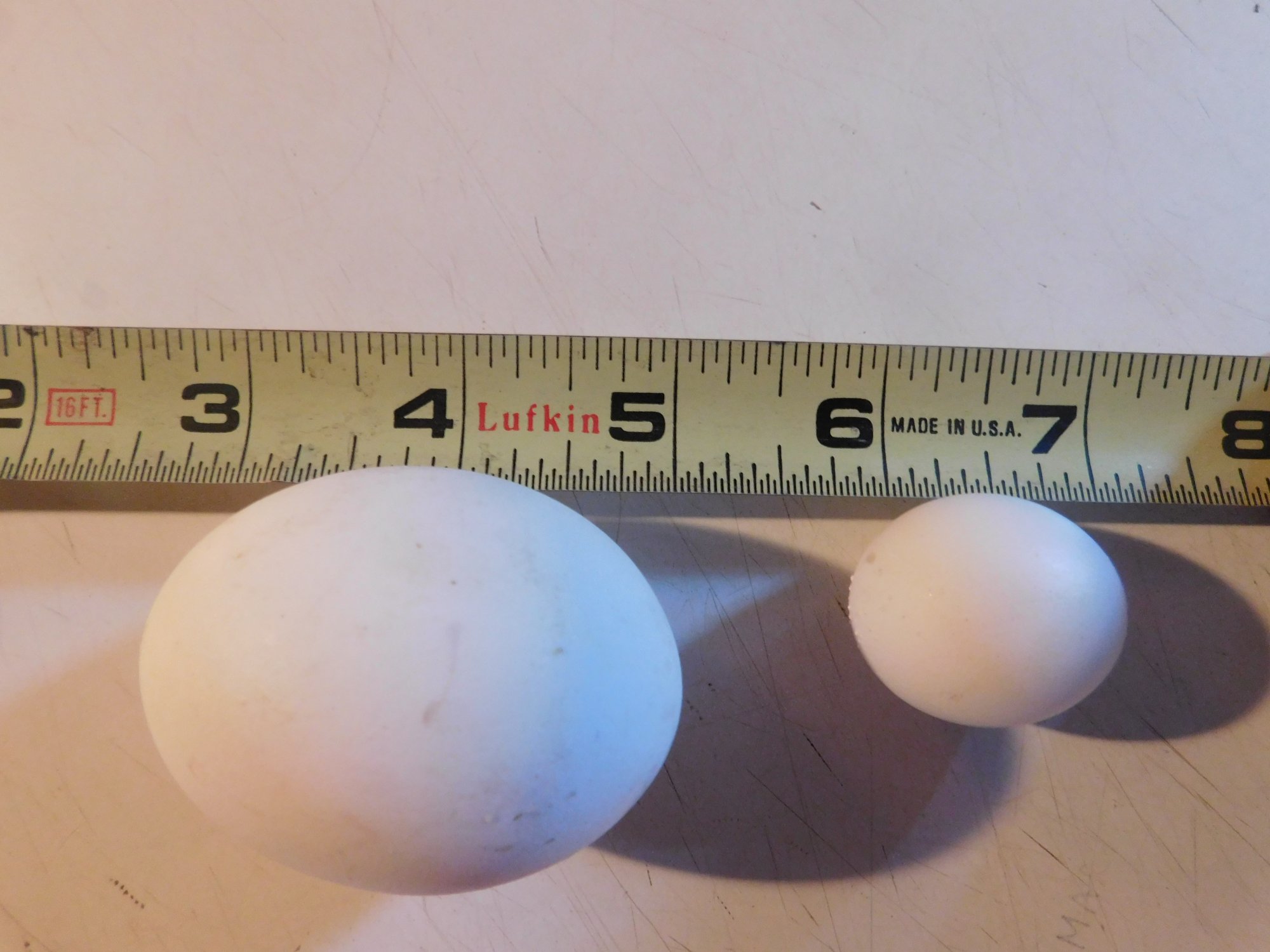 World's Smallest Egg??? BackYard Chickens Learn How to Raise Chickens