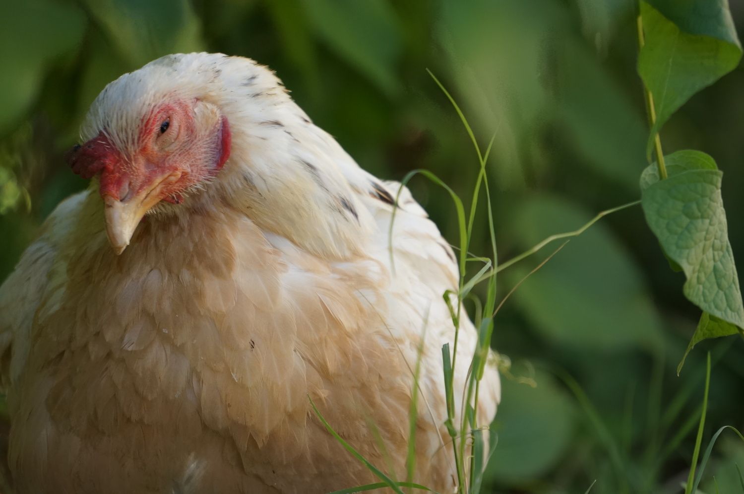 Wry neck - Causes, treatment and prevention.  BackYard Chickens - Learn How  to Raise Chickens