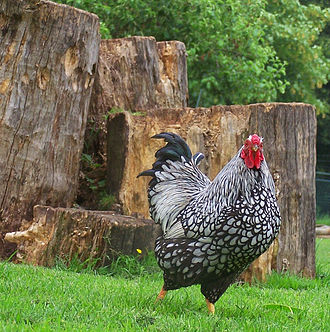 330px-Silver-laced_Wyandotte_rooster.jpg