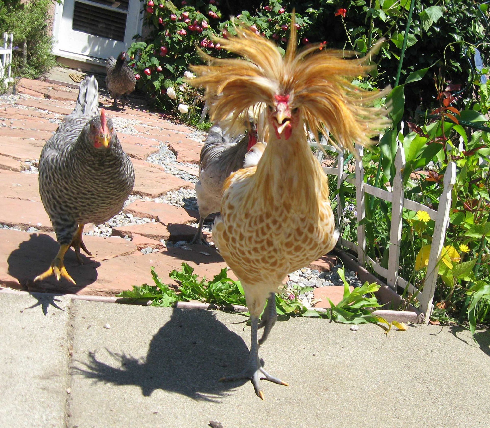 What's with the Polish's hair? | BackYard Chickens - Learn How to Raise  Chickens