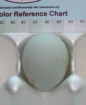 LL