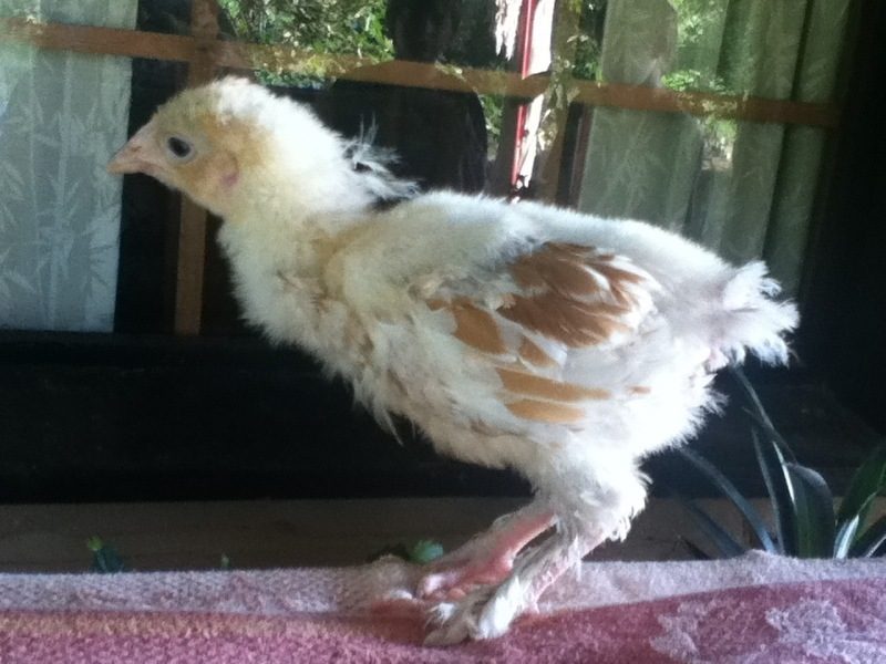 How do you tell the difference between male and female 46 week old