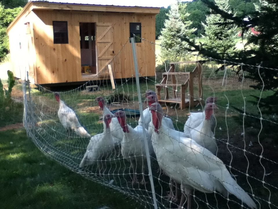 Turkey Roost / Shelter / Coop Help Page 2 BackYard Chickens Learn