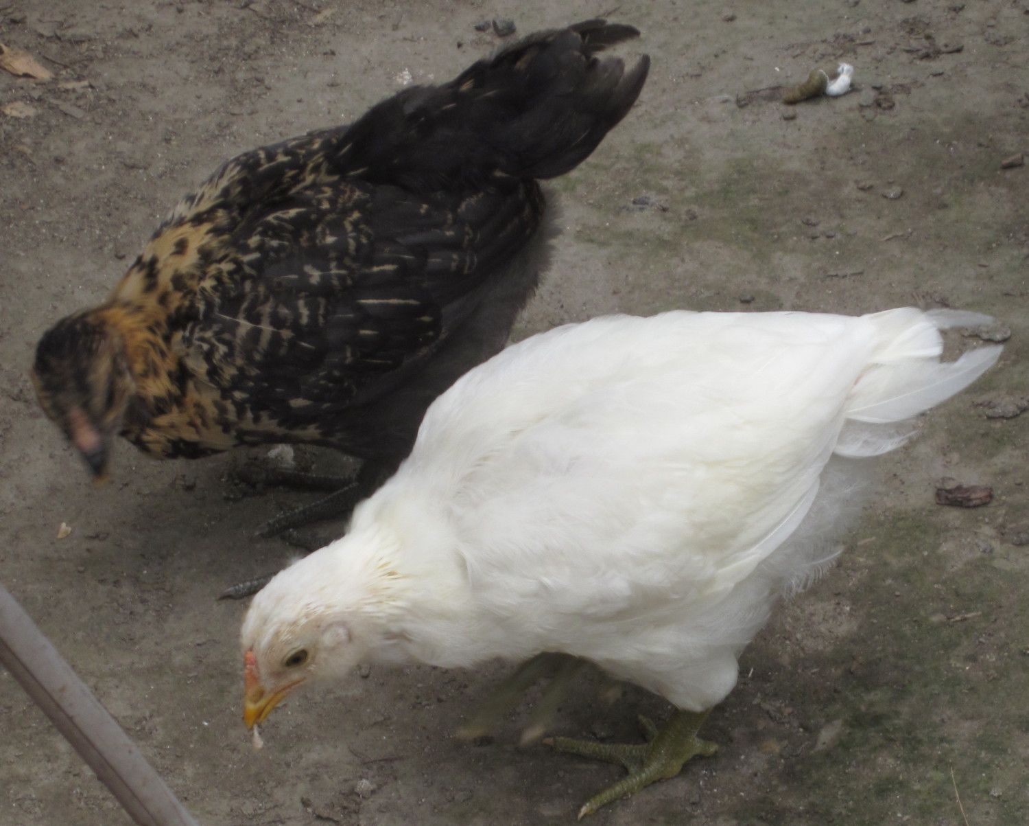6 week old EE/Ameraucana - gender please :) | Page 3 ...