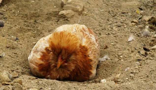 AZERBAIJAN SULTAN thread ((AZERI TYPE SULTAN)) | BackYard Chickens